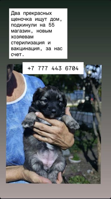 Отдам щенят в добрые руки