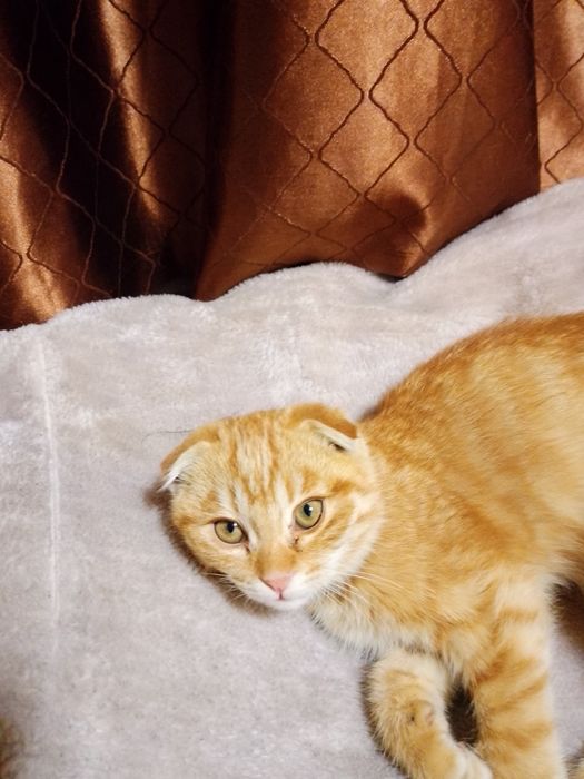 Scottish Fold Golden