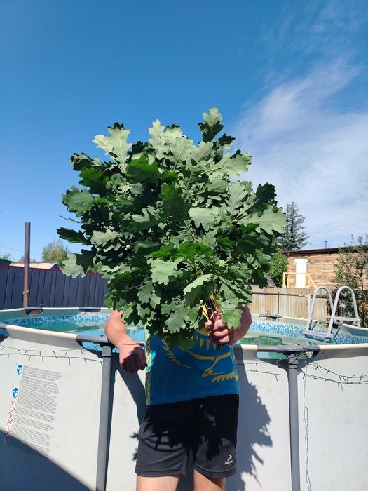 Продам веники дубовые