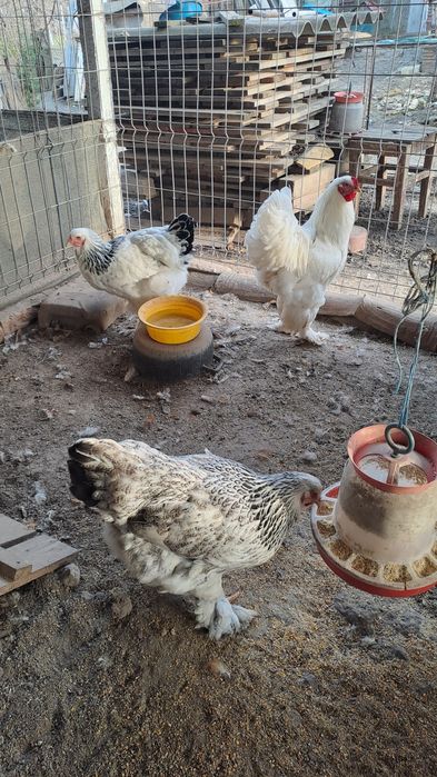 Vând ouă pentru incubat rasa Brahma si Susex HD