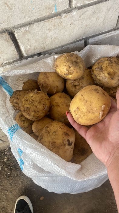 Продам картофель