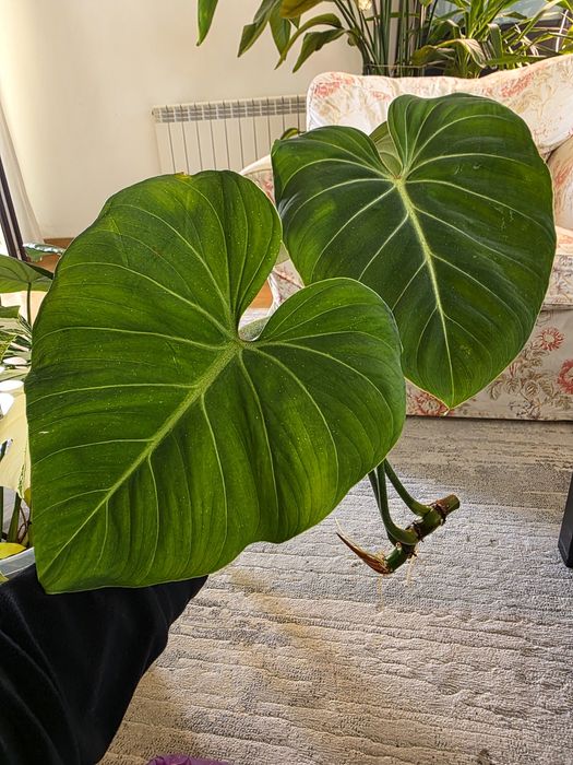 Philodendron gloriosum