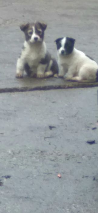 Donez trei catei  doua femele și un mascul