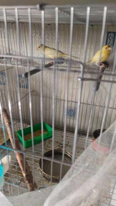 Продам молодеж и взрослых кеноров