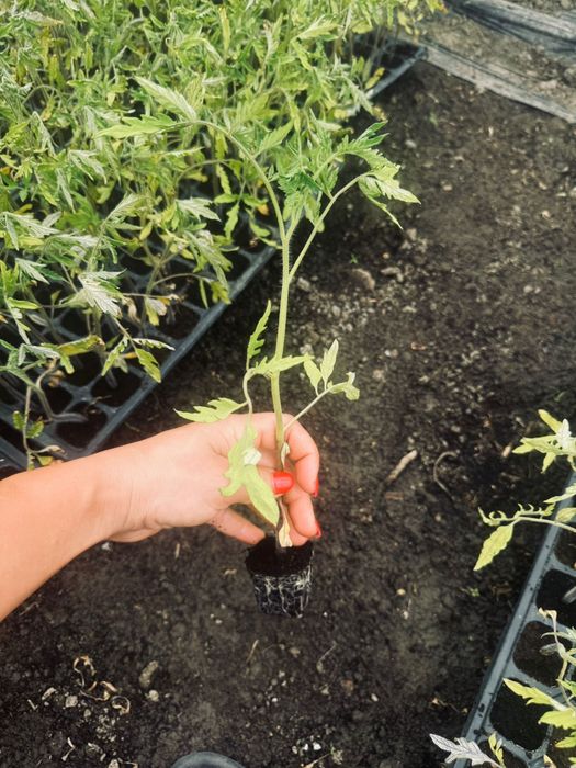 Vând răsaduri de legume!