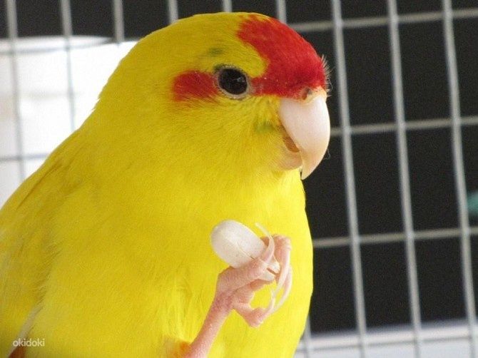 Пара жёлтых какариков