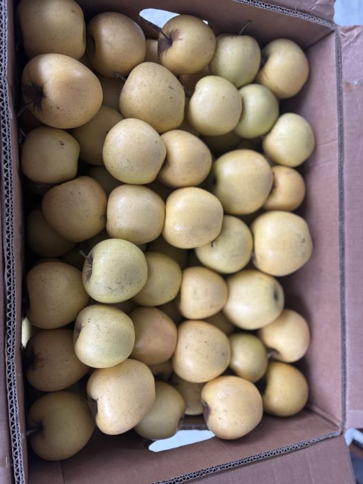 Яблоки Американка и золотой