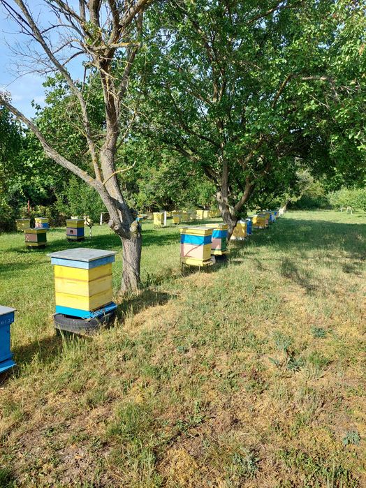 Пчелни кошери с пчелите