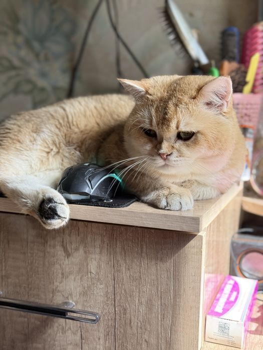 Шикарные коты Шиншиллы на вязку