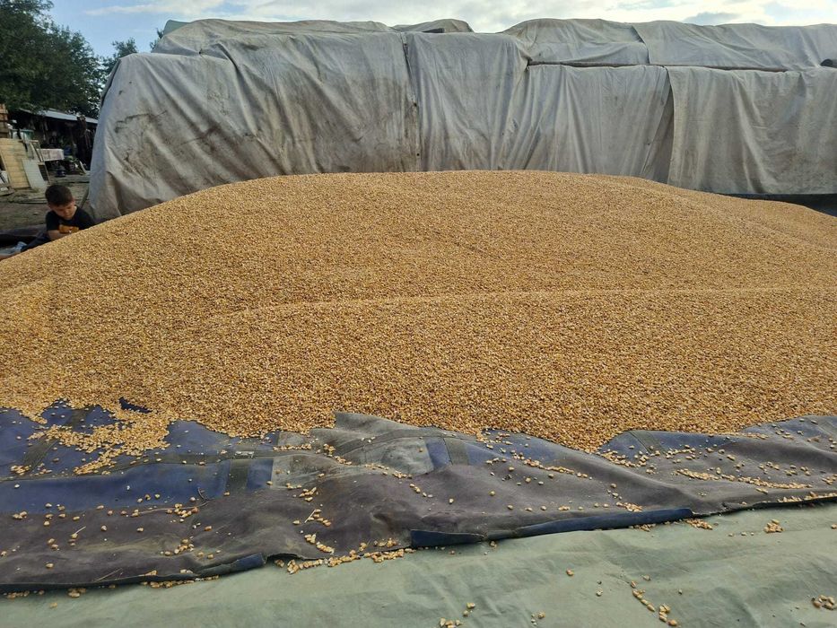 Vând porumb,grau,orzoaica și ovaz