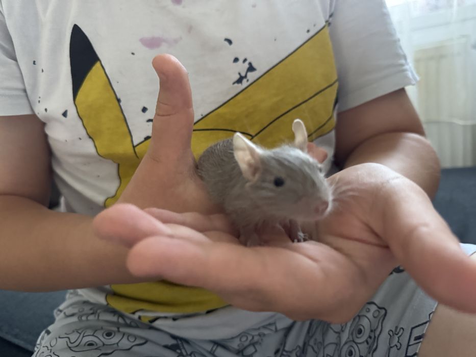 Veverițe Degu - Donatie