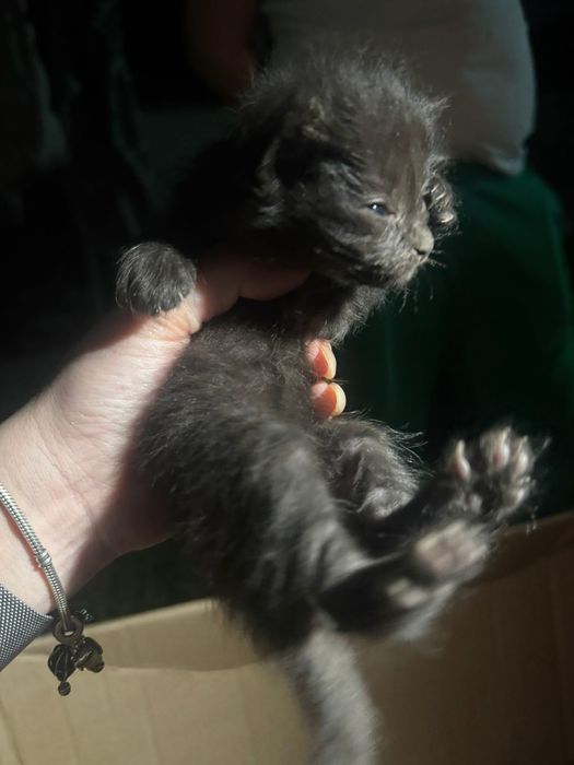 Бездомные котята ищут дом
