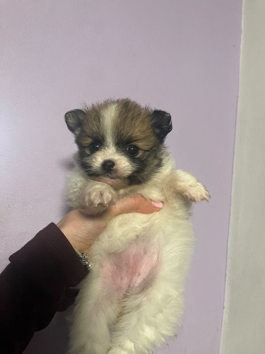 Мини померан шпиц