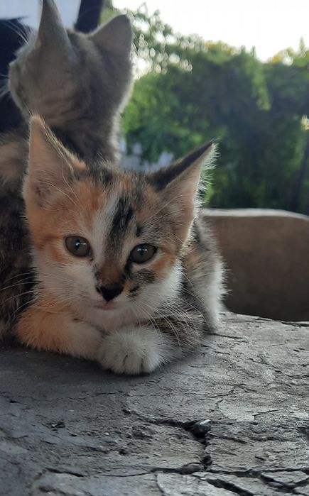 Марғаулар, котята