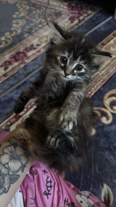Отдам котят в добрые руки