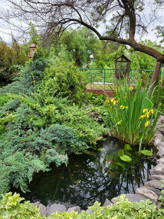 Ирис болотный желтый