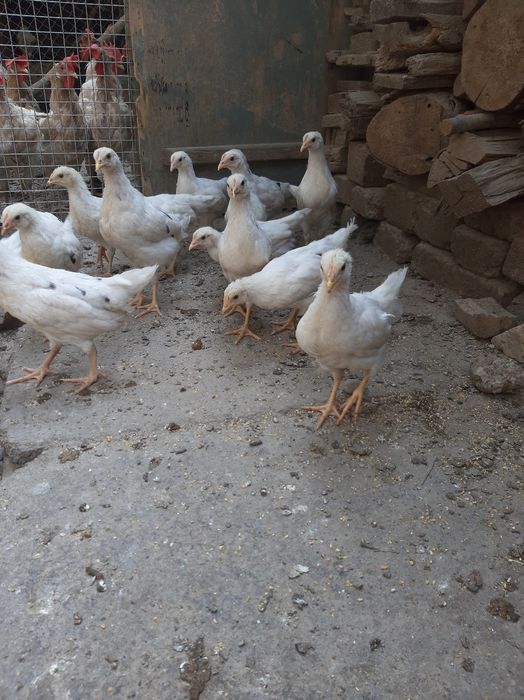 продоём ҷиплат пародое нисушка  маленъкие