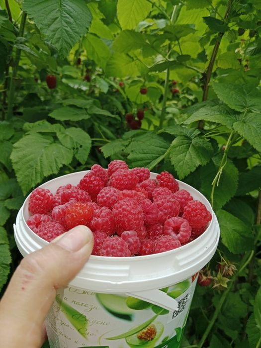 Продам малину дачную