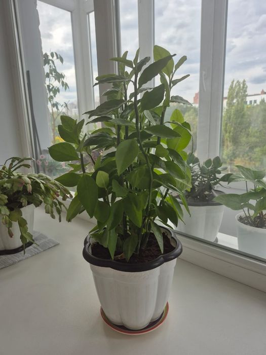 Комнатный цветок
