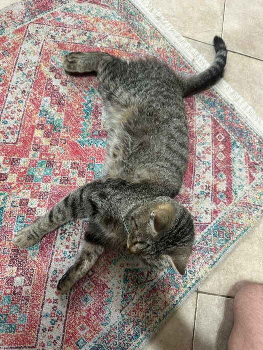 Отдам в хорошое руки