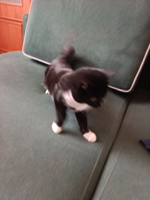 Отдам на добрые руки котенка