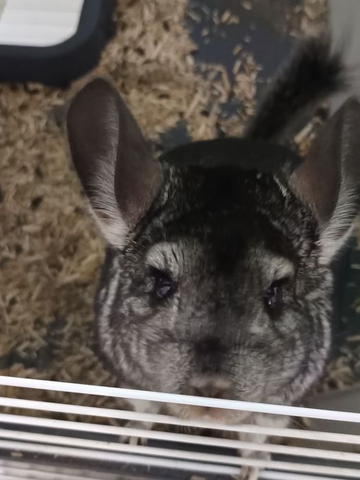 Două chinchilla super blânde