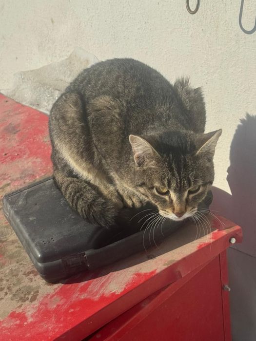 СРОЧНО! Котята в добрые руки