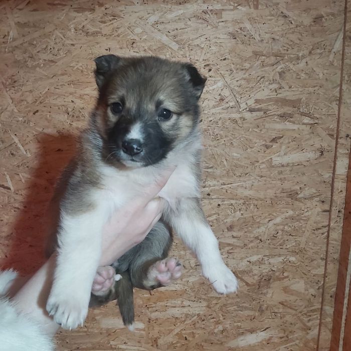 Отдам щенка в добрые руки