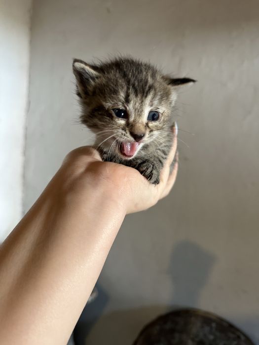 Отдадим котят в добрые руки