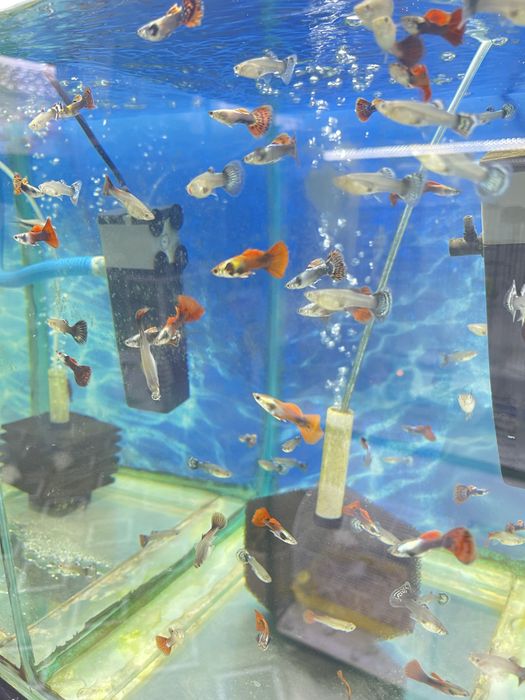 Аквариумные рыбки гуппи