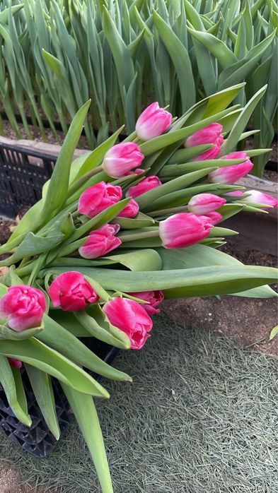 Тюльпаны оптом свежие