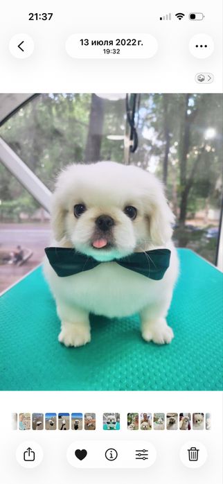 Пекинес ищет невесту