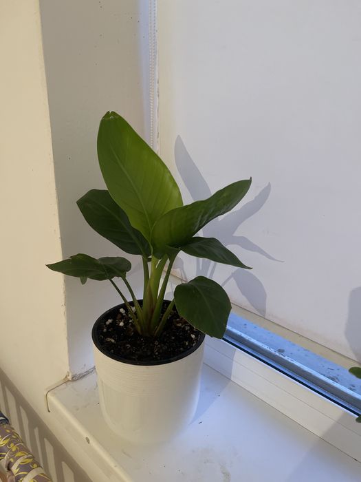 комнатные растения