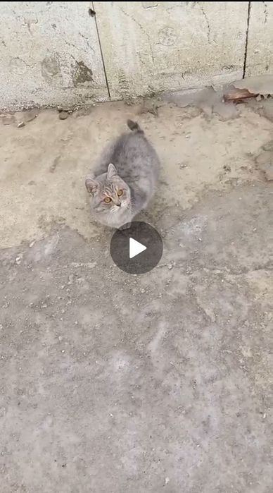 Пристраивается кошечка