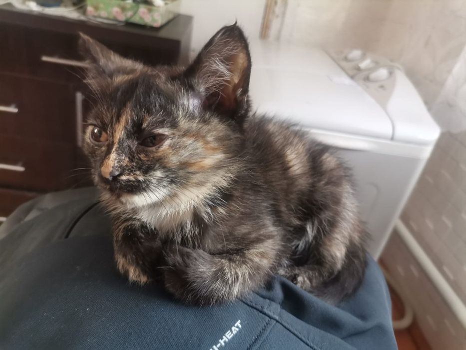 Отдам котят в добрые руки