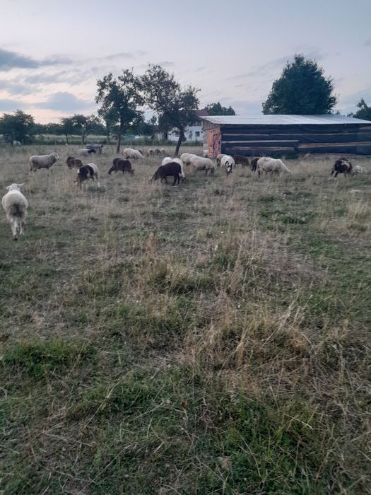 Vând oi de rasă mixtă