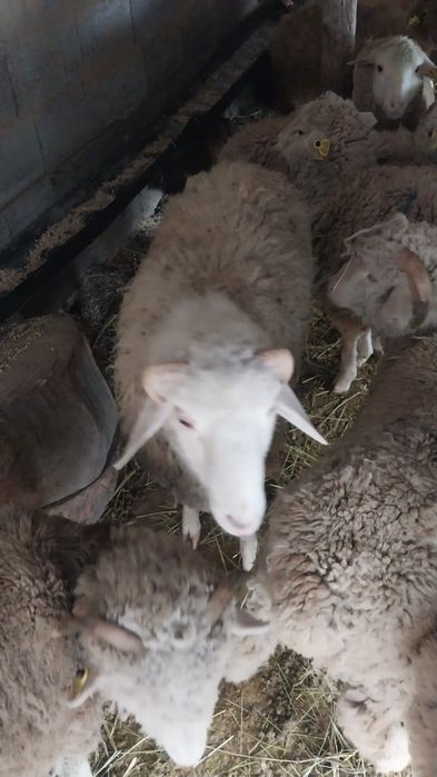 Продам барана срочно