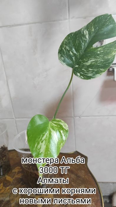 Цветы комнатные адаптированные