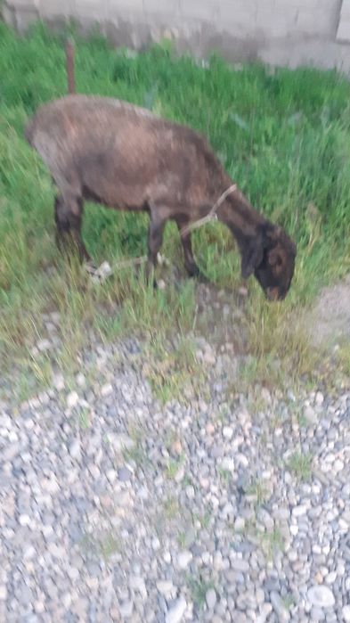 Қой сатылыды қозы