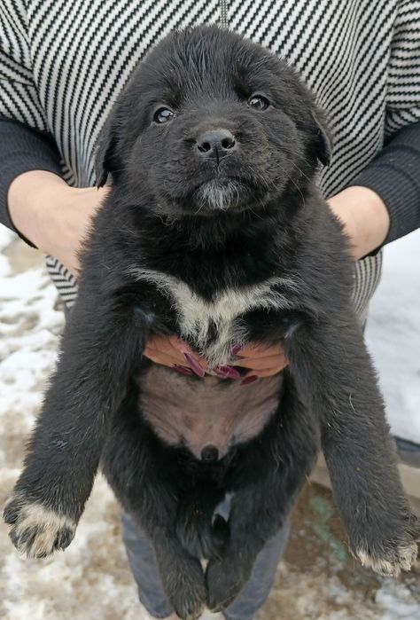 Отдам в хорошие и добрые руки