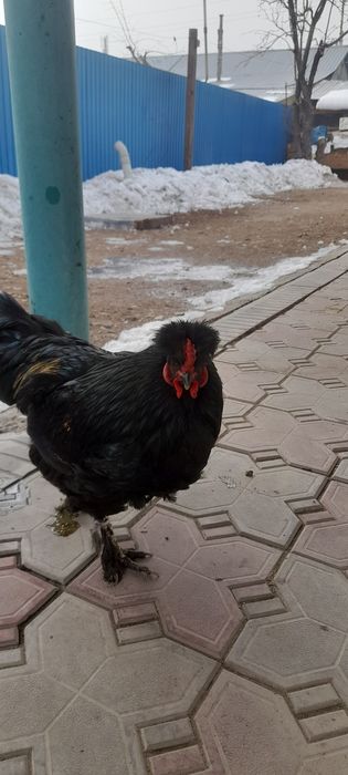 Продаём петушков