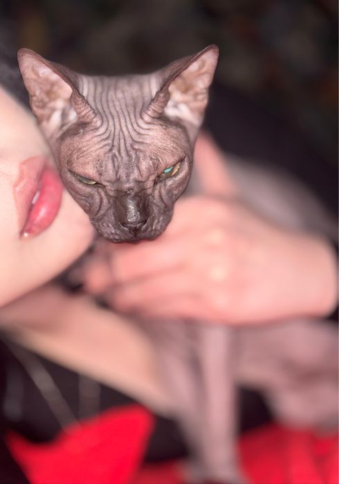 Сфинкс Донской кошка