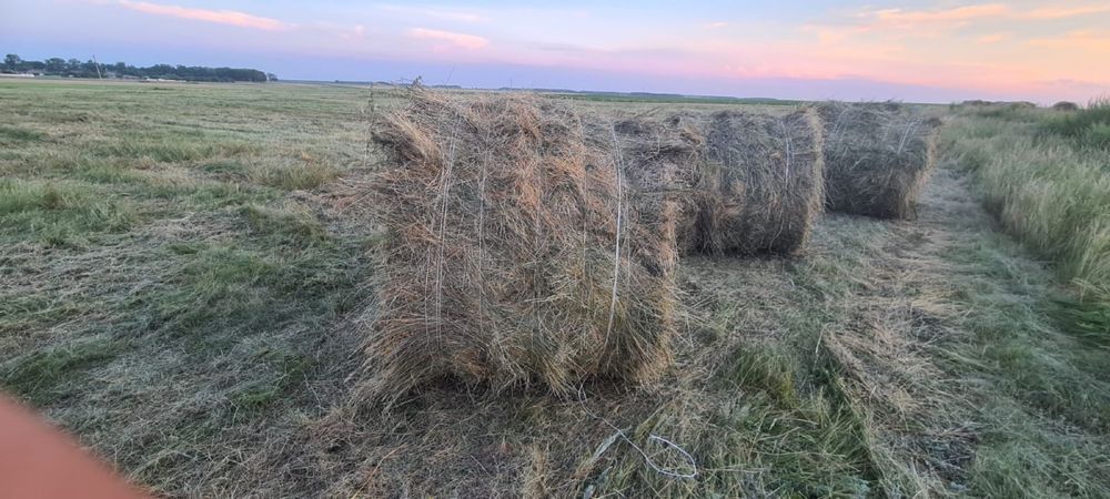 Продам сено