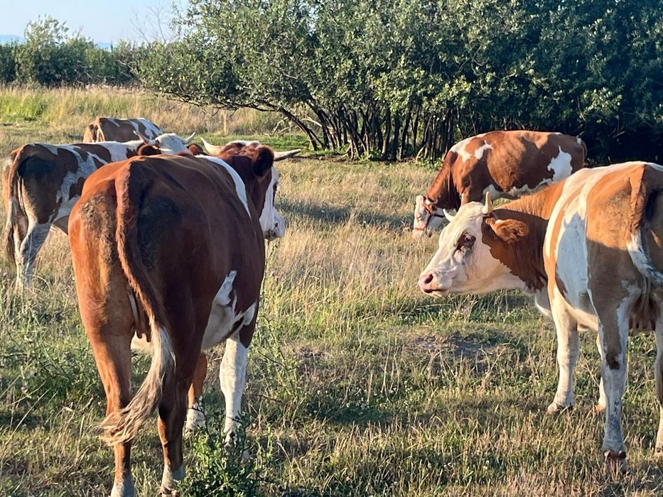 Vând  25 vaci- Balțată Româneasca