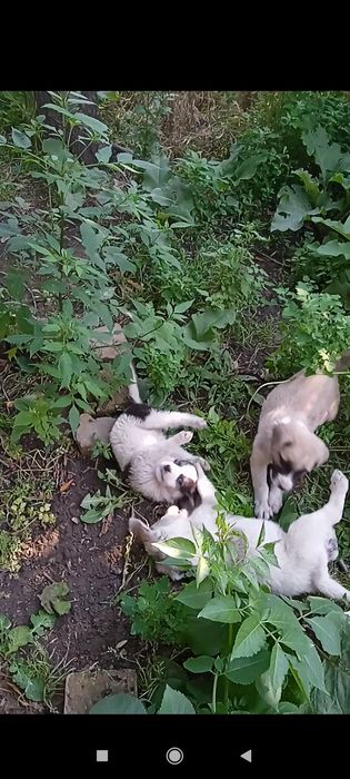Kuchuklar sotiladi 3 haftalik Toshketa