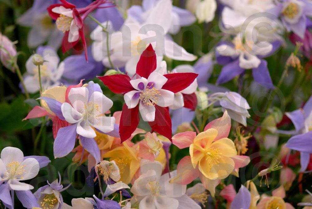 Plic 800 seminte Caldaruse - Aquilegia - Mix de culori