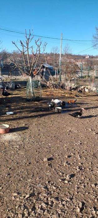 Vand iepuri și rate mute