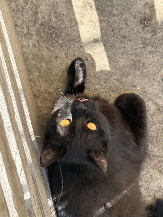 Отдам кота! Срочно