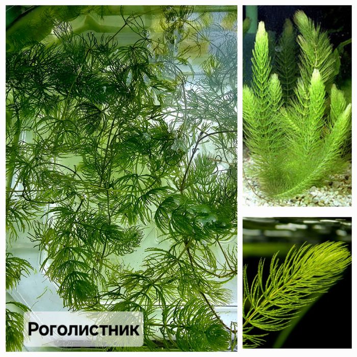 Улитки, растения для аквариума