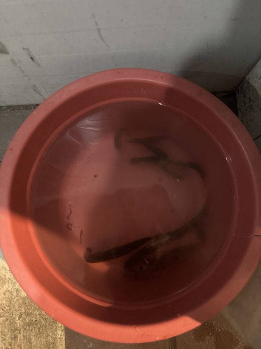 Живец плотва……..